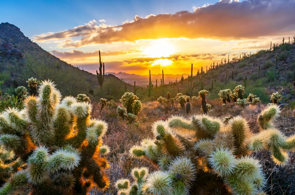 Drone Services in Scottsdale, AZ