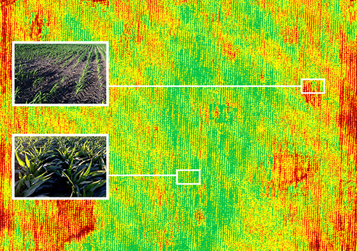 crop health monitoring 
